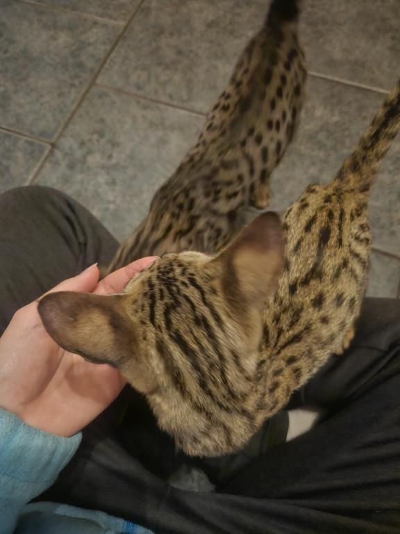 F7 Savannah Kittens Old Enough For New Homes photo 13