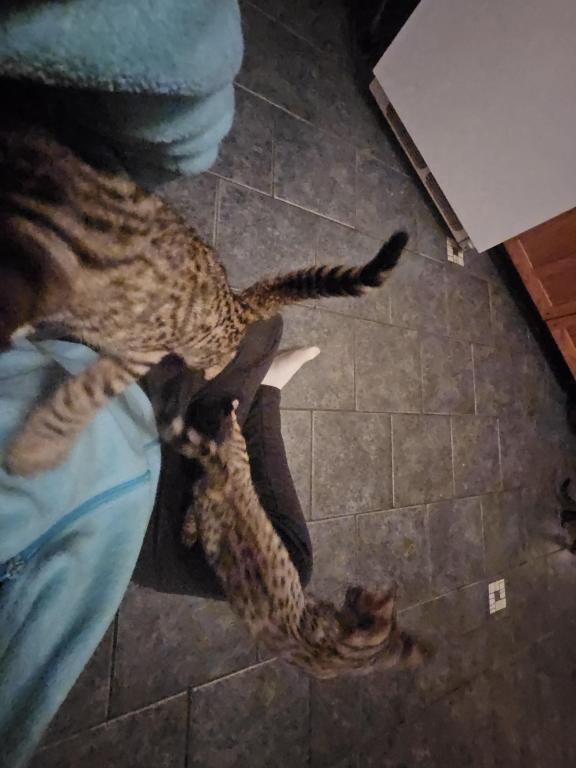 F7 Savannah Kittens Old Enough For New Homes photo 5