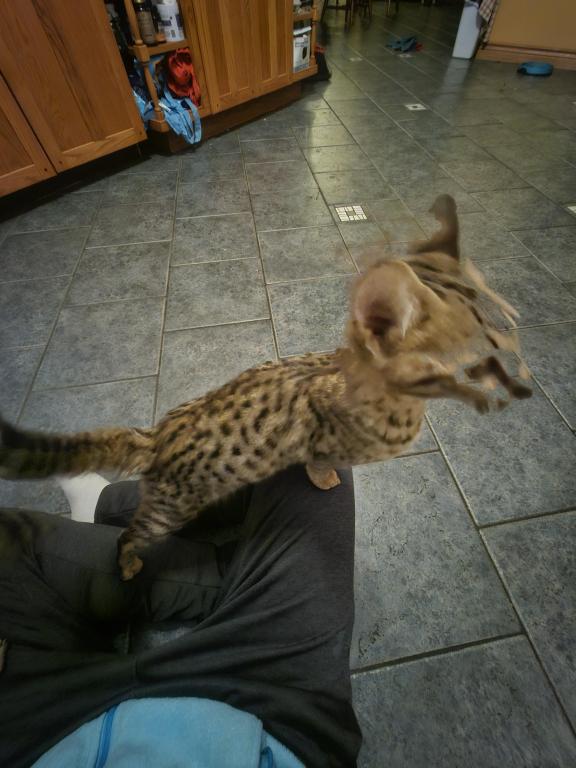 F7 Savannah Kittens Old Enough For New Homes photo 3