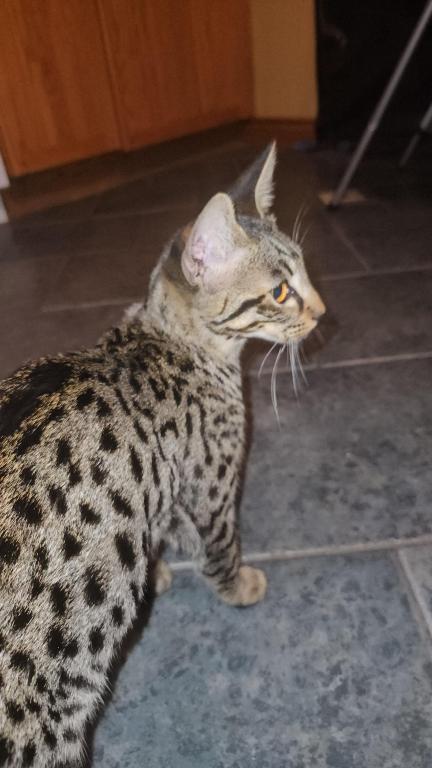 F7 Savannah Kittens Old Enough For New Homes photo 21