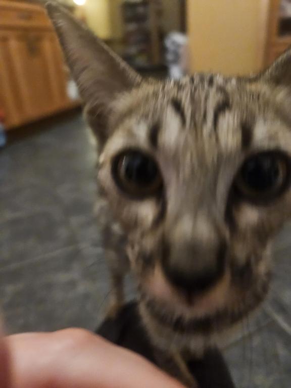 F7 Savannah Kittens Old Enough For New Homes photo 2
