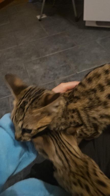 F7 Savannah Kittens Old Enough For New Homes photo 16