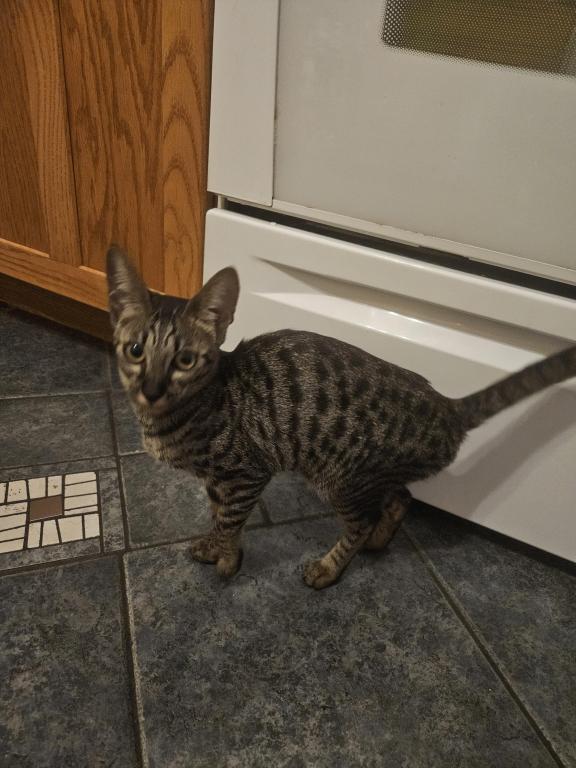F7 Savannah Kittens Old Enough For New Homes photo 18