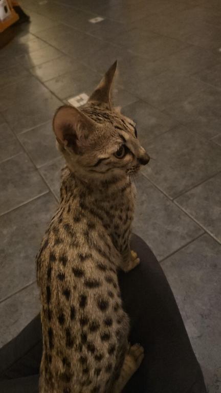 F7 Savannah Kittens Old Enough For New Homes photo 23