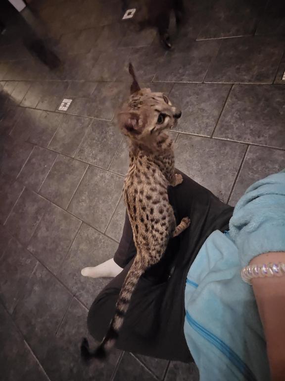 F7 Savannah Kittens Old Enough For New Homes photo 17