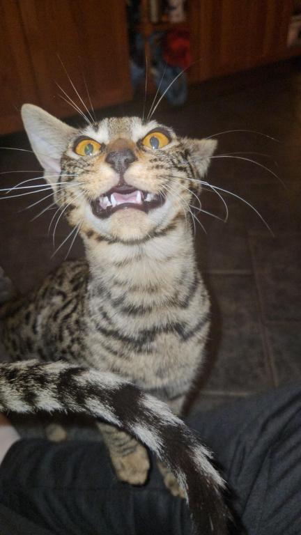 F7 Savannah Kittens Old Enough For New Homes photo 7