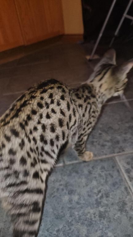 F7 Savannah Kittens Old Enough For New Homes photo 8