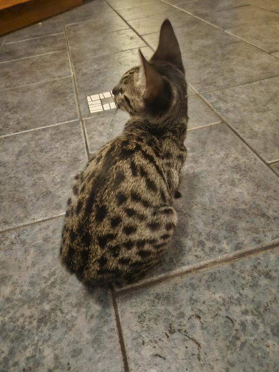 F7 Savannah Kittens Old Enough For New Homes photo 20