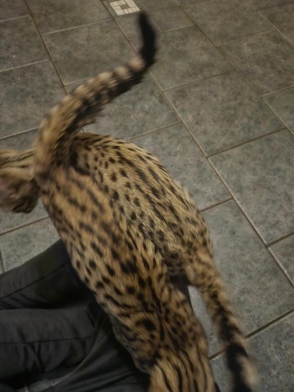 F7 Savannah Kittens Old Enough For New Homes photo 19