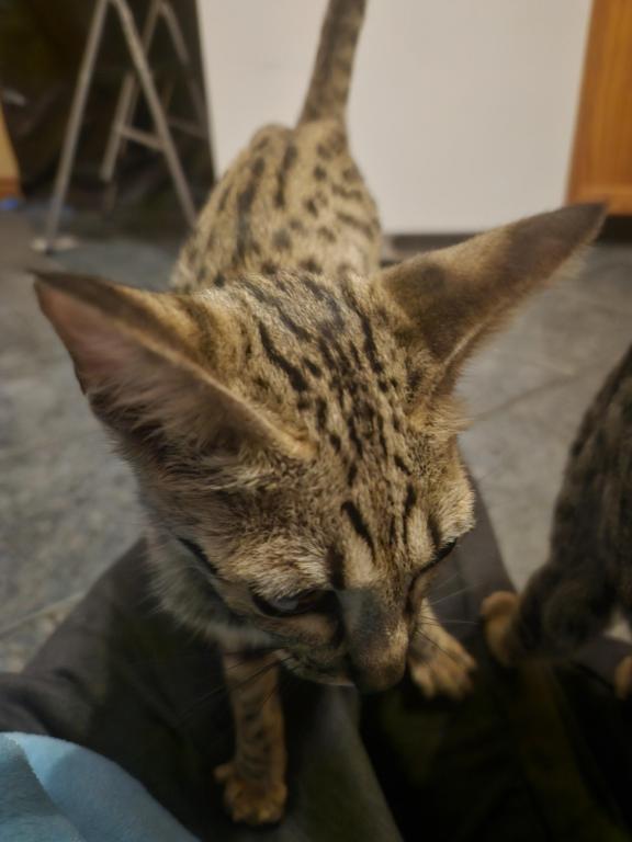 F7 Savannah Kittens Old Enough For New Homes photo 14