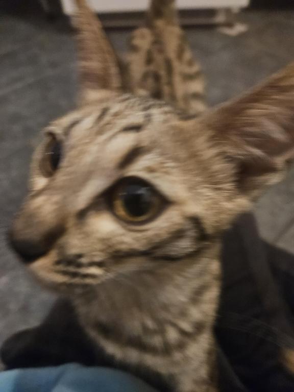 F7 Savannah Kittens Old Enough For New Homes photo 22