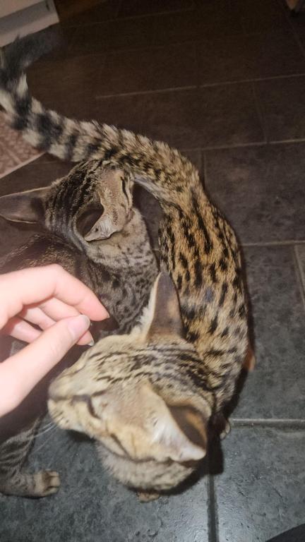 F7 Savannah Kittens Old Enough For New Homes photo 9