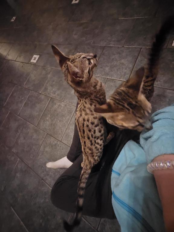 F7 Savannah Kittens Old Enough For New Homes photo 4