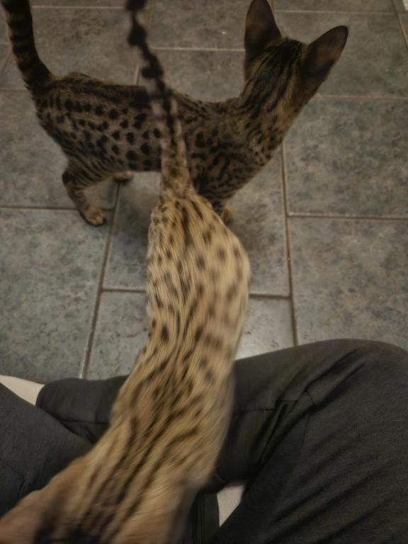 F7 Savannah Kittens Old Enough For New Homes photo 11