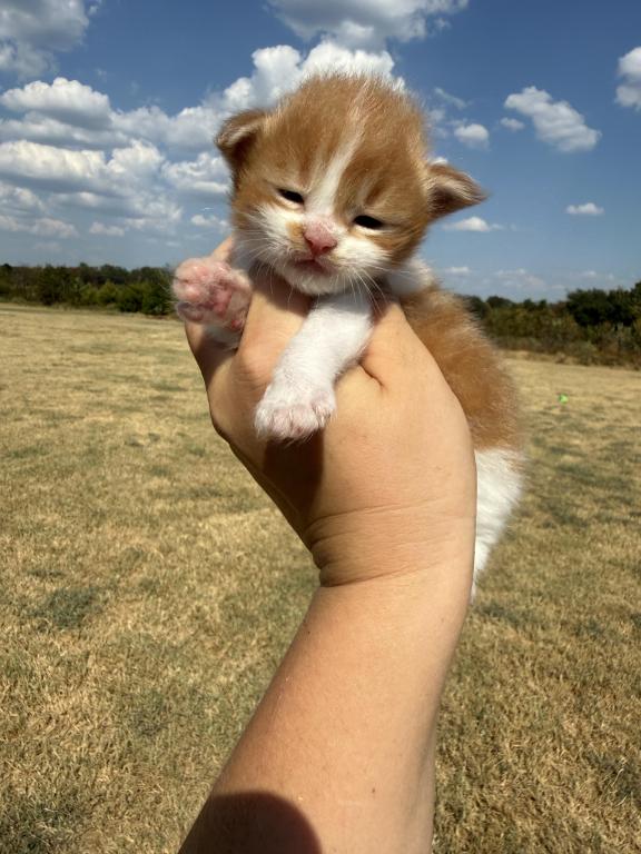 Garfield photo 4