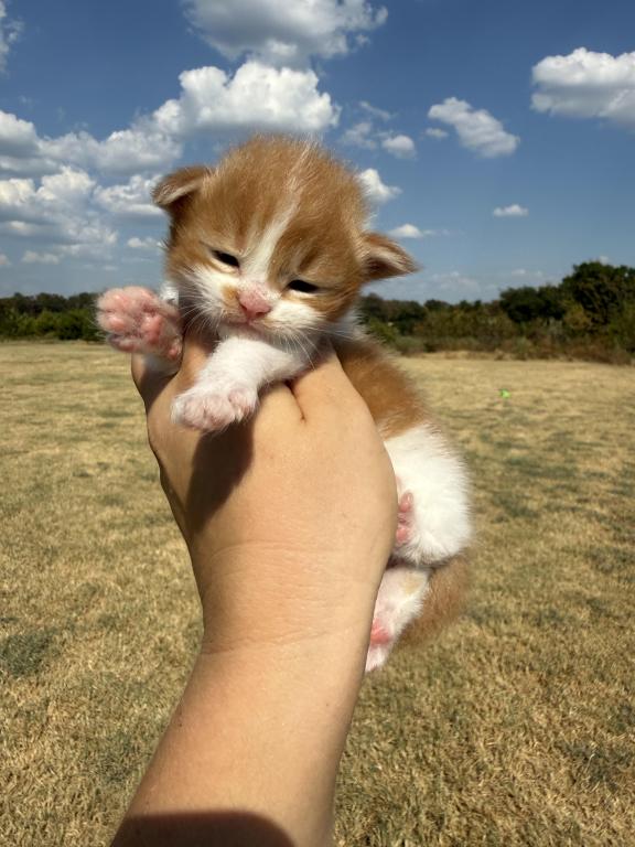 Garfield photo 1