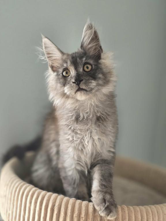 Maine Coon Beautiful Black Smoke Male photo 2