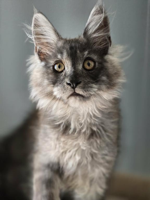 Maine Coon Beautiful Black Smoke Male photo 3