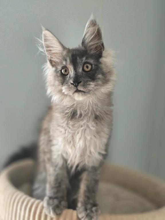 Maine Coon Beautiful Black Smoke Male