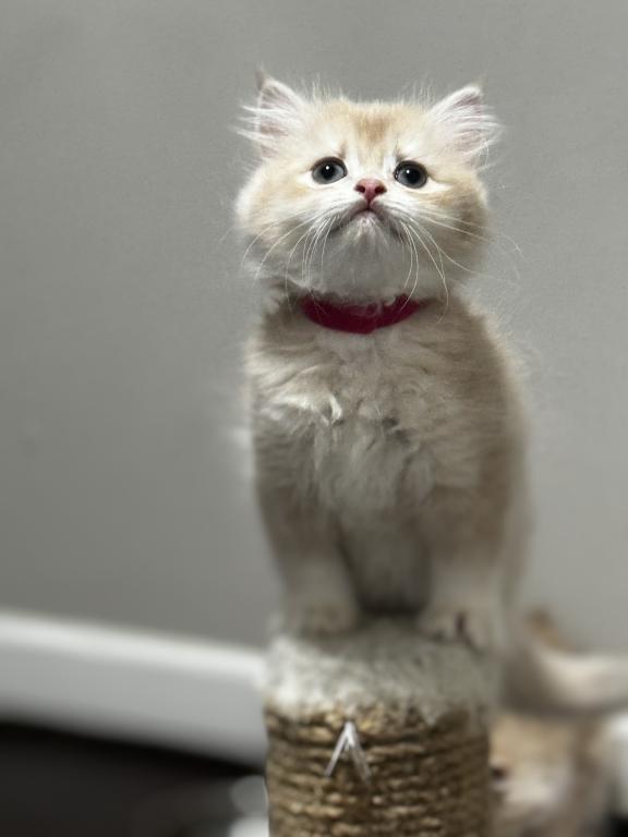 Raspberry Longhair photo 5