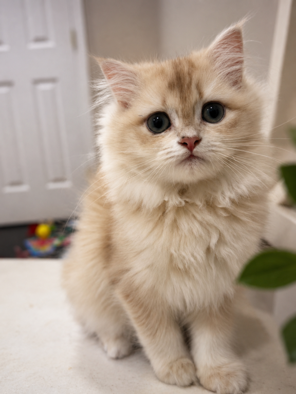 Raspberry Longhair photo 1