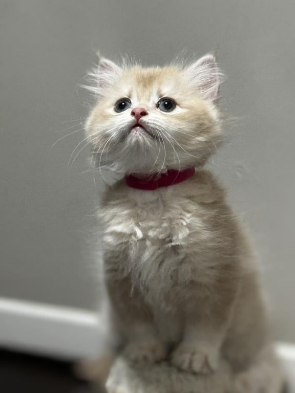 Raspberry Longhair photo 4