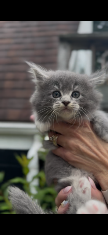 SOLD Penelope Litter Kitten 2 photo 5