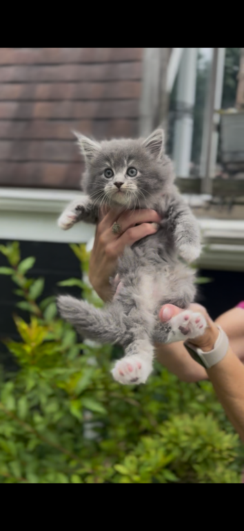 SOLD Penelope Litter Kitten 2 photo 2