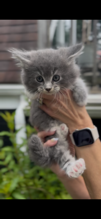 SOLD Penelope Litter Kitten 2