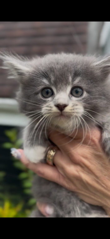 SOLD Penelope Litter Kitten 2 photo 3