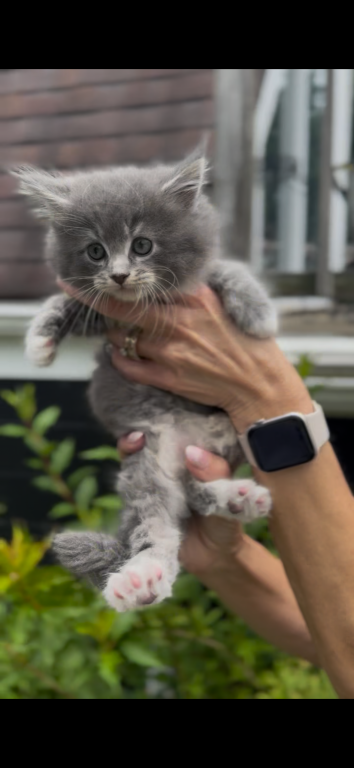 SOLD Penelope Litter Kitten 2 photo 4
