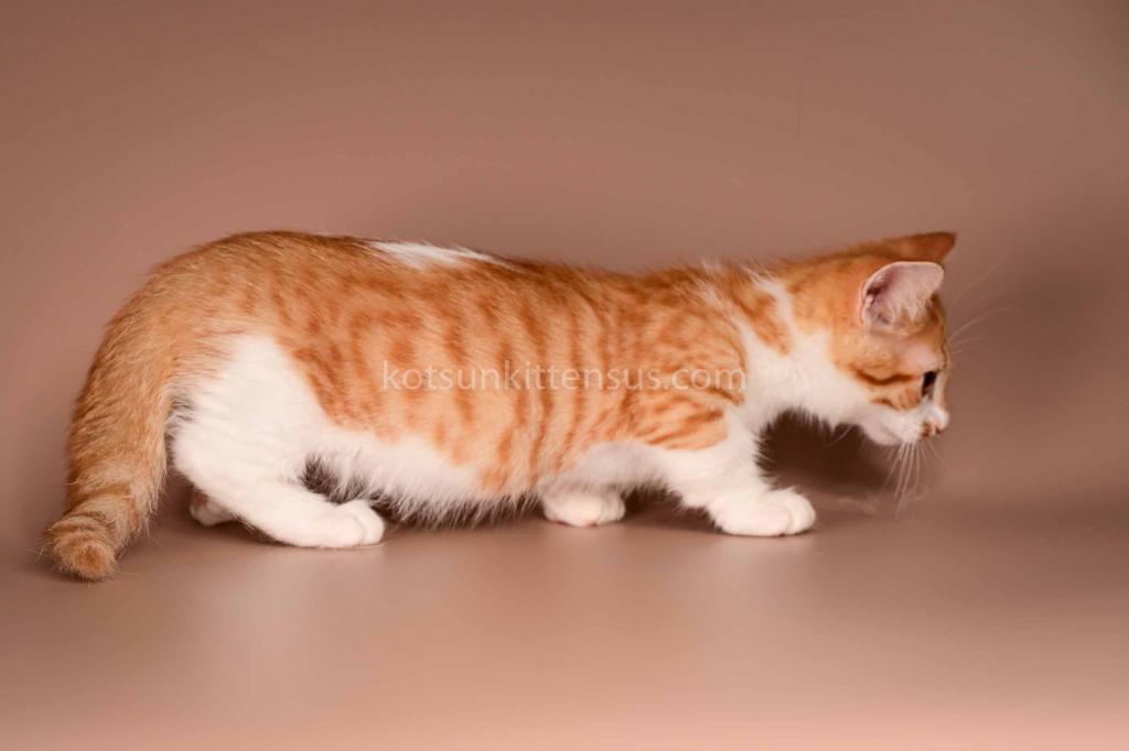 Amic Munchkin Orange Bicolor Boy With Short Legs photo 2