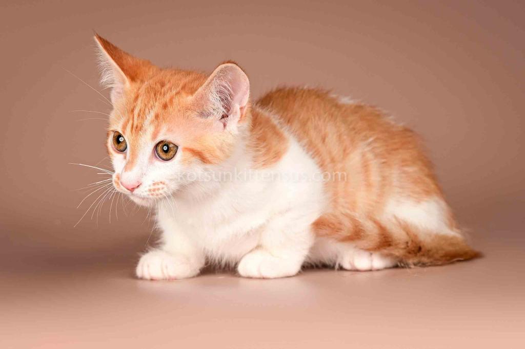 Amic Munchkin Orange Bicolor Boy With Short Legs photo 4