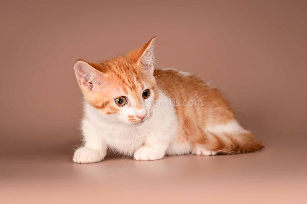 Amic Munchkin Orange Bicolor Boy With Short Legs photo 5