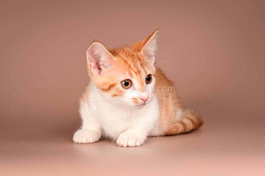 Amic Munchkin Orange Bicolor Boy With Short Legs photo 3