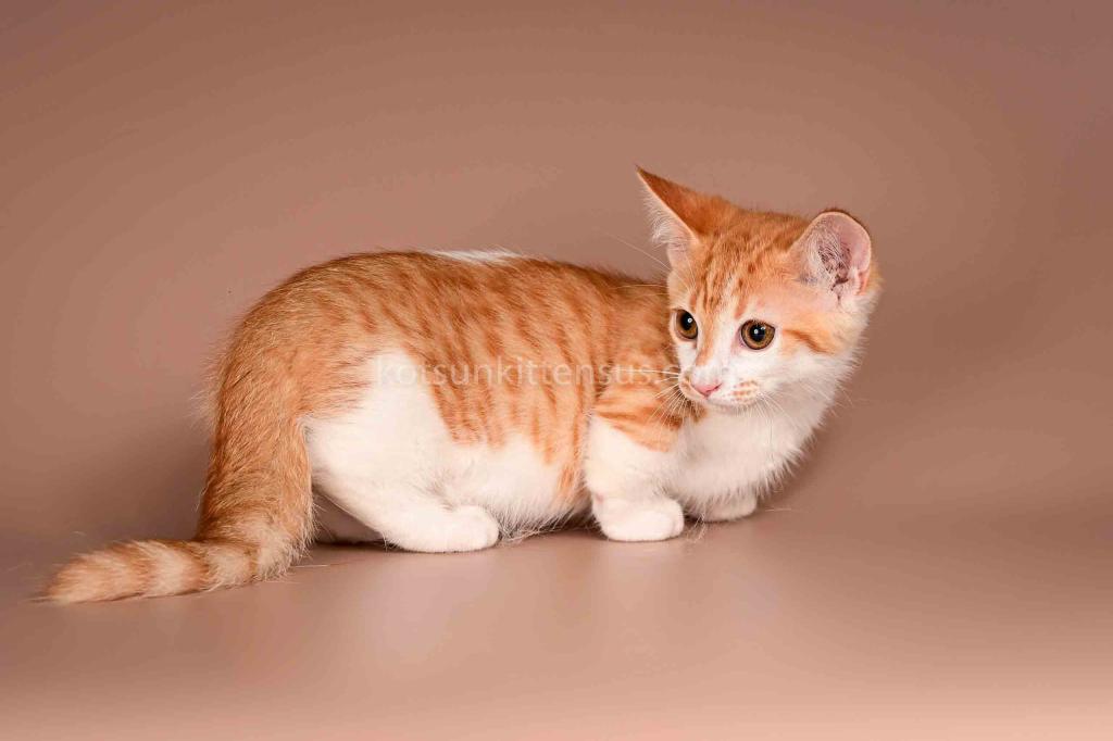 Amic Munchkin Orange Bicolor Boy With Short Legs photo 1