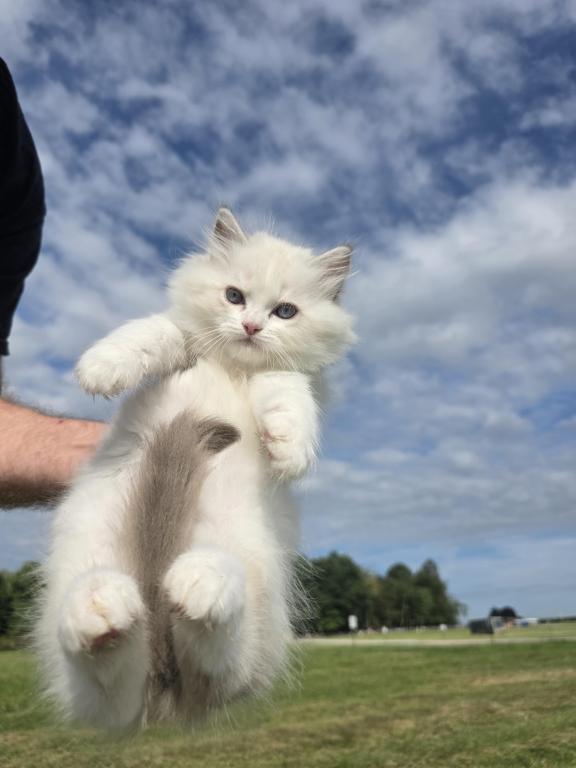 Happy The Happiest Boy Ragdoll photo 5