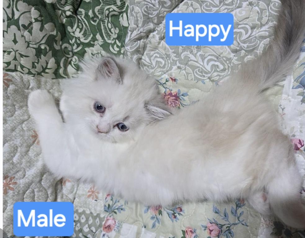 Happy The Happiest Boy Ragdoll photo 7