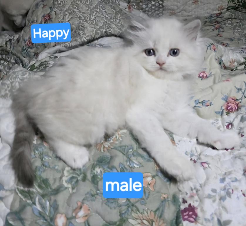 Happy The Happiest Boy Ragdoll photo 8