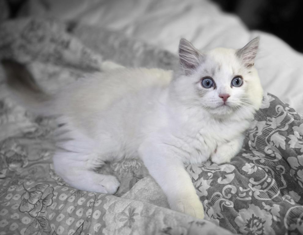 Happy The Happiest Boy Ragdoll photo 2