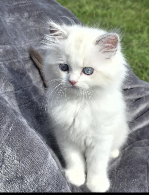 Happy The Happiest Boy Ragdoll photo 10