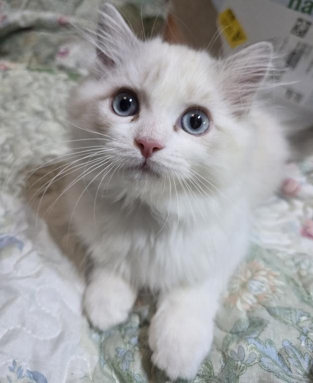 Happy The Happiest Boy Ragdoll photo 1