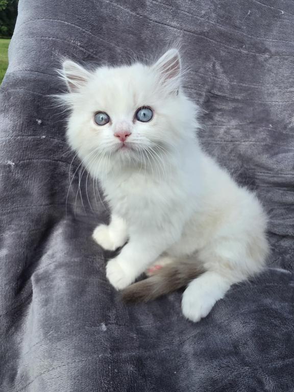 Happy The Happiest Boy Ragdoll photo 6