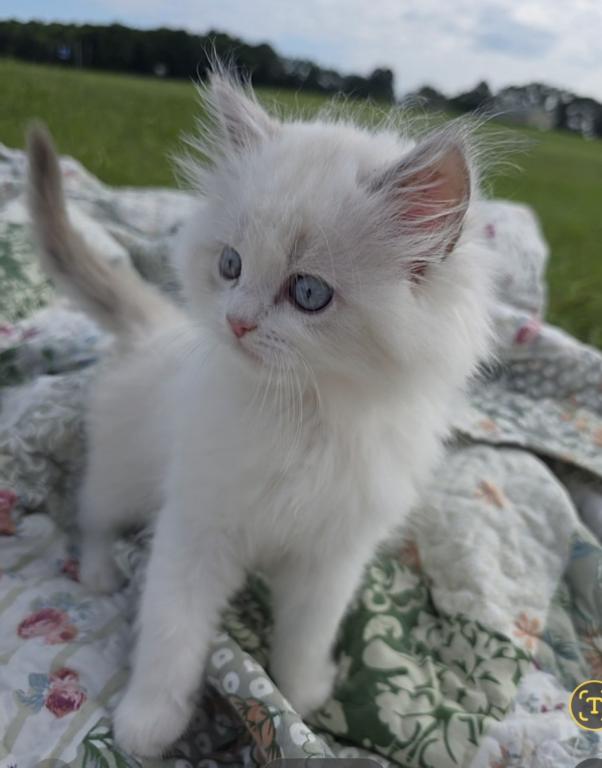 Happy The Happiest Boy Ragdoll photo 9