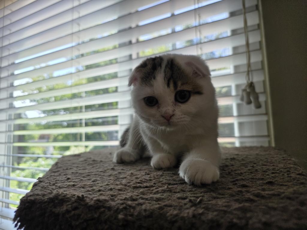 Sophi photo 18