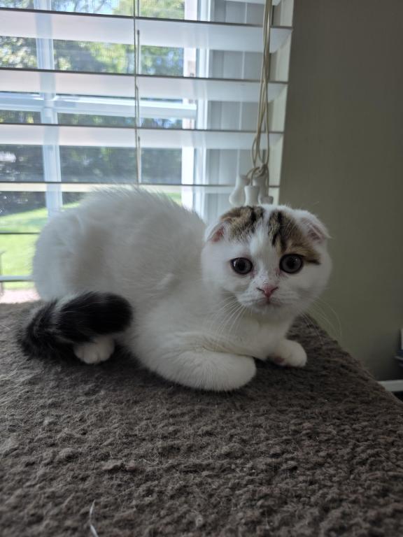 Sophi photo 19