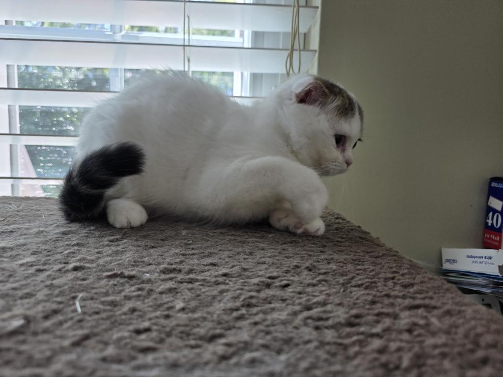 Sophi photo 20