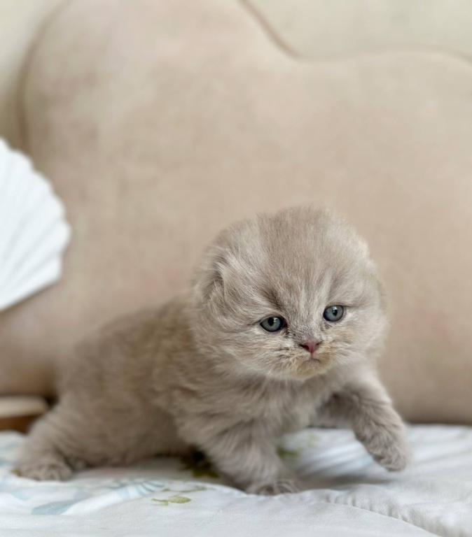 Lola photo 3