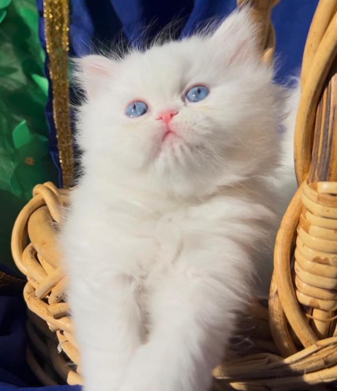 Beautiful Persian Dollface White Male Blue Eyes photo 2