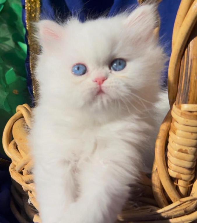 Beautiful Persian Dollface White Male Blue Eyes photo 5